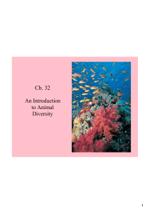 Ch. 32 An Introduction to Animal Diversity