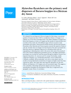 Myiarchus flycatchers are the primary seed dispersers of