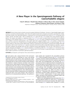 A New Player in the Spermiogenesis Pathway of