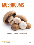 Activity Booklet: Mushrooms – Food in the Cafe, Fun in the Class