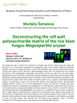 Deconstructing the cell wall polysaccharide matrix of the