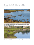 Coastal Wetlands: Estuaries and Salt