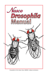Drosophila Fruit Fly Culture Care, LM00045 • eNasco.com/science