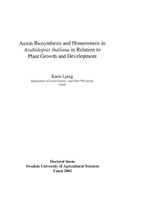 Auxin Biosynthesis and Homeostasis in Arabidopsis thaliana
