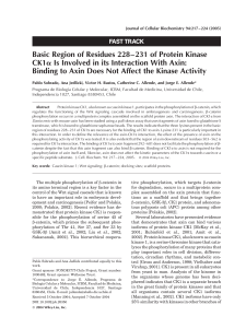 Basic region of residues 228-231 of protein kinase CK1[alpha] is