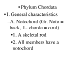 • Phylum Chordata • I. General characteristics – A. Notochord (Gr