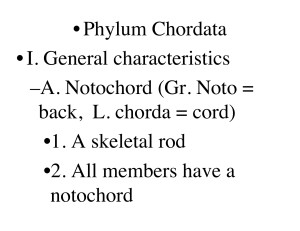 • Phylum Chordata • I. General characteristics – A. Notochord (Gr