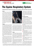The Equine Respiratory System