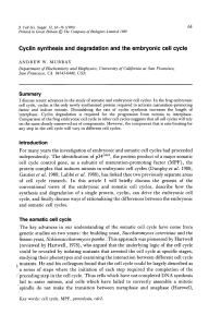 Cyclin synthesis and degradation and the embryonic cell cycle