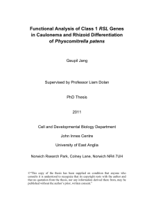 Functional Analysis of Class 1 RSL Genes in Caulonema and