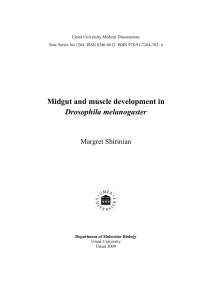 Midgut and muscle development in Drosophila melanogaster