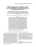 Spatial organization of thalamocortical and corticothalamic