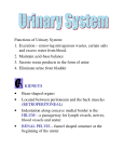 Functions of Urinary System: 1. Excretion – removing nitrogenous