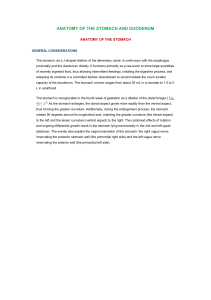 ANATOMY OF THE STOMACH AND DUODENUM