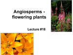 Angiosperms - flowering plants