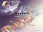 5 Chapter 12 DNA RNA