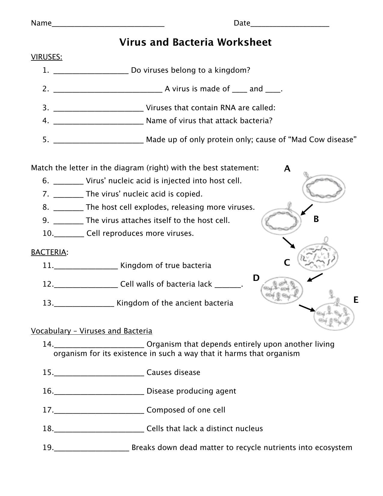 BACTERIA - Virus and Bacteria worksheet With Virus And Bacteria Worksheet Key