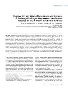 Reactive Oxygen Species Homeostasis and Virulence of