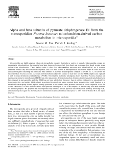 Alpha and beta subunits of pyruvate dehydrogenase E1