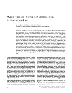Myosin Types and Fiber Types II. Atrial Myocardium
