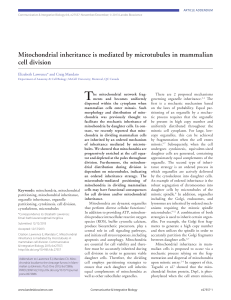 Mitochondrial inheritance is mediated by microtubules in