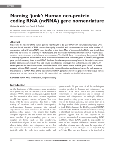 Naming `junk`: Human non-protein coding RNA (ncRNA) gene