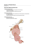 Anatomy of Skeletal Muscle - Le site web de M. St Denis
