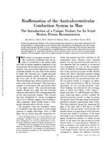 Conduction System in Man