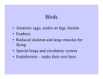• Amniotic eggs, scales on legs, keratin • Feathers • Reduced