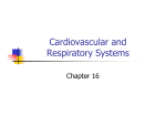 Cardiovascular and Respiratory Systems Ch. 16
