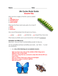 Study Guide Butterflies and Insects