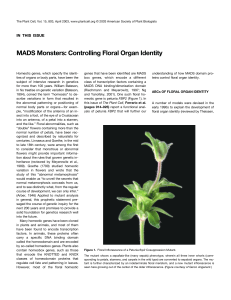 MADS Monsters: Controlling Floral Organ Identity