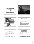Capturing Solar Energy: Photosynthesis