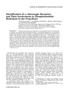 Identification of a1-Adrenergic Receptors and Their Involvement in