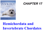 Hemichordata and Invertebrate Chordates