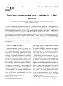 Dendrites as separate compartment – local protein synthesis