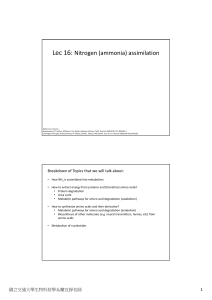 Lec 16: Nitrogen (ammonia) assimilation