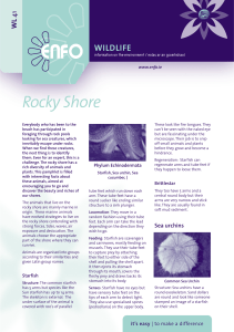 Rocky Shore - Notice Nature