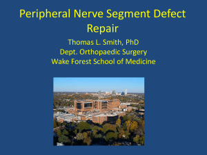 Peripheral Nerve Segment Defect Repair