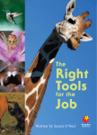 Right Tools Job - Despegando hacia la lectura