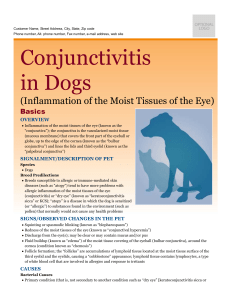 Conjunctivitis in Dogs - Milliken Animal Clinic