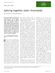 Splicing together sister chromatids