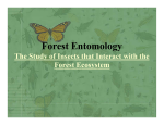 Forest Entomology The study of insects that interact with the forest