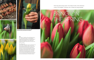 Fresh tulips allow spring to start in the middle of winter. At the