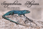 Wall lizards of the Pityuses archipelago