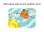 DNA Ligase Joke (insert laughter here)