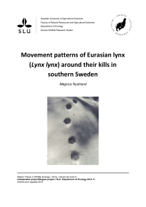 Movement patterns of Eurasian lynx (Lynx lynx) around