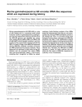 Murine gammaherpesvirus 68 encodes tRNA