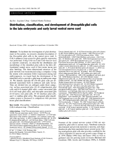 Distribution, classification, and development of Drosophila glial cells