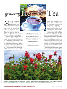 growing Herbs for Tea